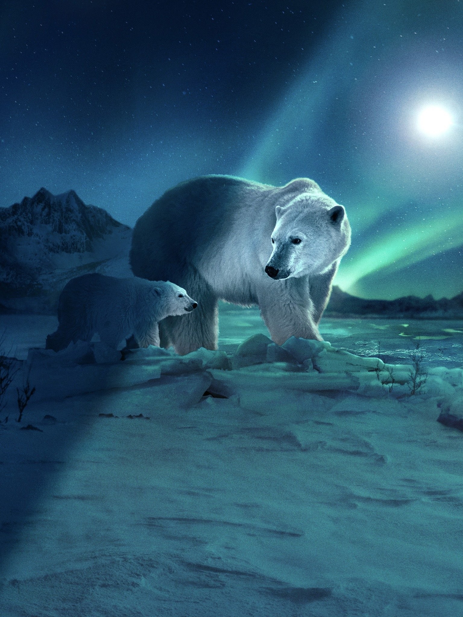 Polar Bears Cuddle Snow Field HD 4K Wallpaper #8.2893